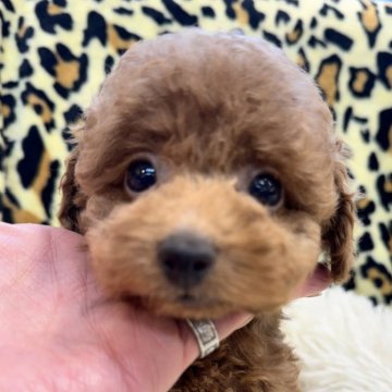 トイプードル(タイニー)【東京都・女の子・2025年3月23日・オレンジフォーン】の写真「とってもキュートな女の子！」