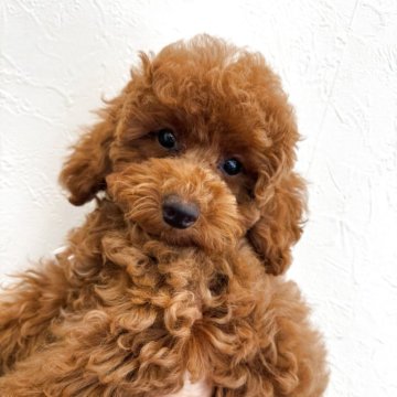 トイプードル(トイ)【東京都・女の子・2025年5月18日・レッドフォーン】の写真「とっても可愛く元気な女の子！」