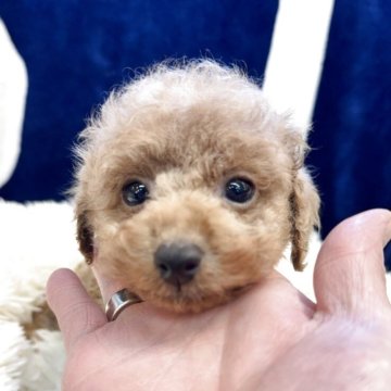 タイニープードル【東京都・男の子・2025年3月23日・オレンジフォーン】の写真「可愛らしい穏やかな男の子^_^」