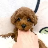 ティーカッププードル