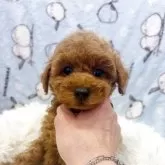 タイニープードル