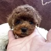 タイニープードル