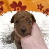 タイニープードル