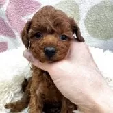 タイニープードル【東京都・女の子・2025年10月24日・レッドフォーン】の写真3