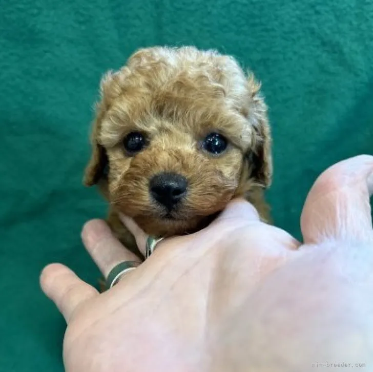 ID：2309-03365の子犬