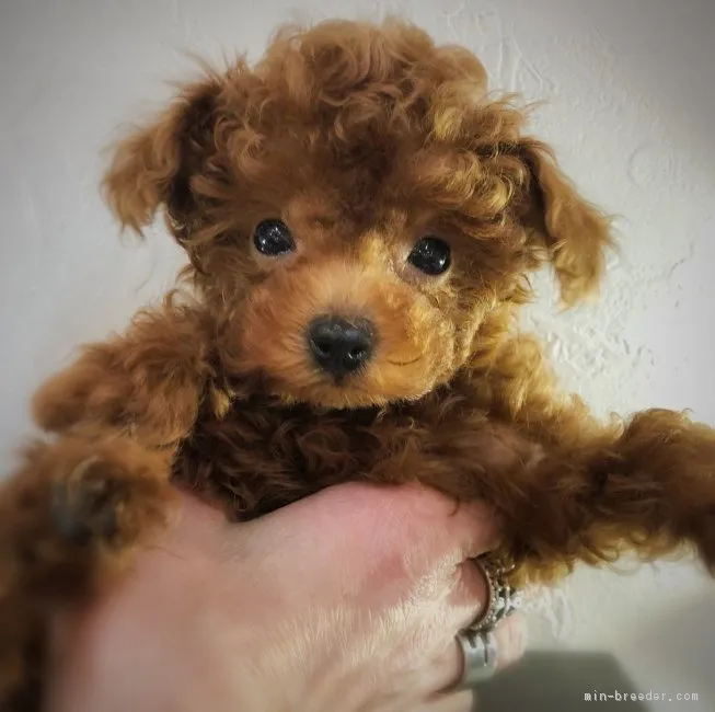 ID：1801-00264の子犬