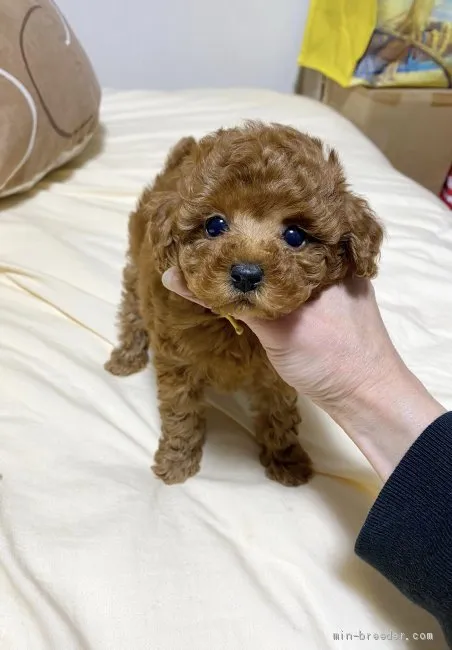 ID：2004-02368の子犬