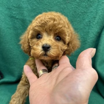 トイプードル(タイニー)【東京都・男の子・2023年3月1日・レッド】の写真「とっても可愛らしく甘えたな男の子です」