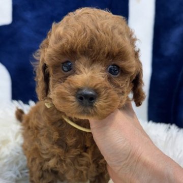 トイプードル(タイニー)【東京都・男の子・2024年8月9日・レッドフォーン】の写真「遊び好きな男の子」