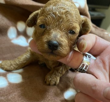 トイプードル(タイニー)【東京都・女の子・2020年5月4日・アプリコット】の写真「とても可愛いパパとママから産まれました」