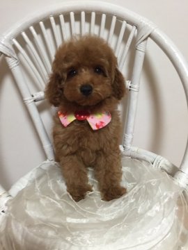 トイプードル(トイ)【東京都・女の子・2016年6月15日・レッド】の写真「性格のいい可愛い子です」