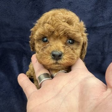 トイプードル(タイニー)【東京都・男の子・2023年3月1日・レッド】の写真「きょとんとした可愛い姿にキュンします」
