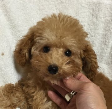 トイプードル(ティーカップ)【東京都・男の子・2016年6月4日・アプリコット】の写真「とっても可愛い毛量豊富な小さな子ですよ!」