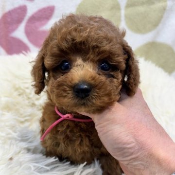 トイプードル(タイニー)【東京都・男の子・2024年8月9日・レッドフォーン】の写真「可愛いおっとりな子」