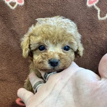 トイプードル(タイニー)【東京都・男の子・2023年8月8日・オレンジフォーン】の写真「優しい癒し系の男の子」