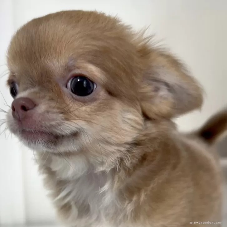 ID:2412-06075の子犬