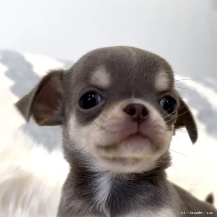 ID:2411-04837の子犬
