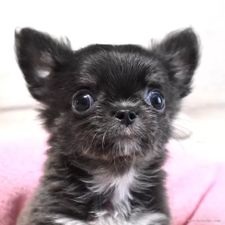 ID:2508-05936の子犬