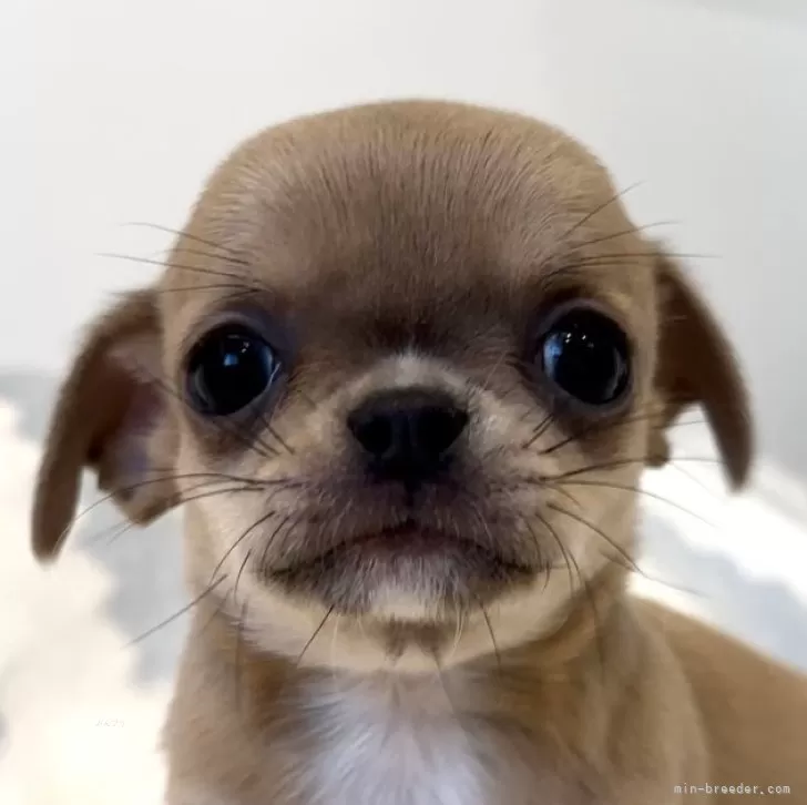 ID：2411-04840の子犬