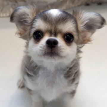 チワワ(ロング)【埼玉県・女の子・2025年7月31日・セーブルホワイト】の写真「💓ハスキーみたいな模様💕ワクチン2回完了」