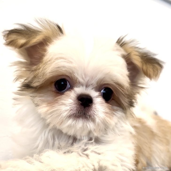 オーダー受付　ポメ、チワワ、シーズー柴犬　シュナ、他　ご予約ページ　5/27 チーズー♥️(チワワ×シーズー)【茨城県・女の子・2025年10月5日