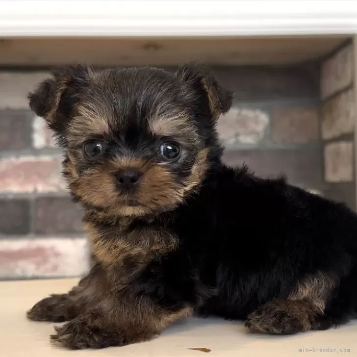 ID:2407-02569の子犬