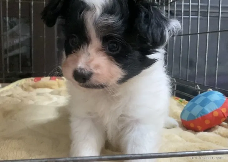 ID:2106-00384の子犬