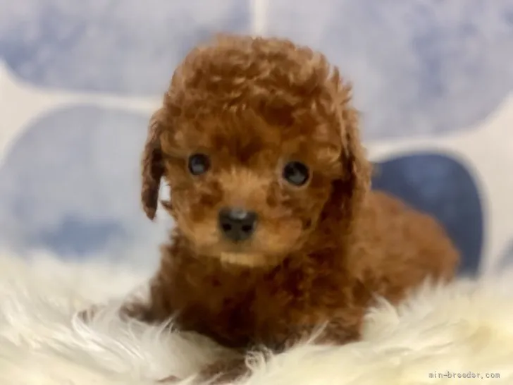 ID:2109-00322の子犬