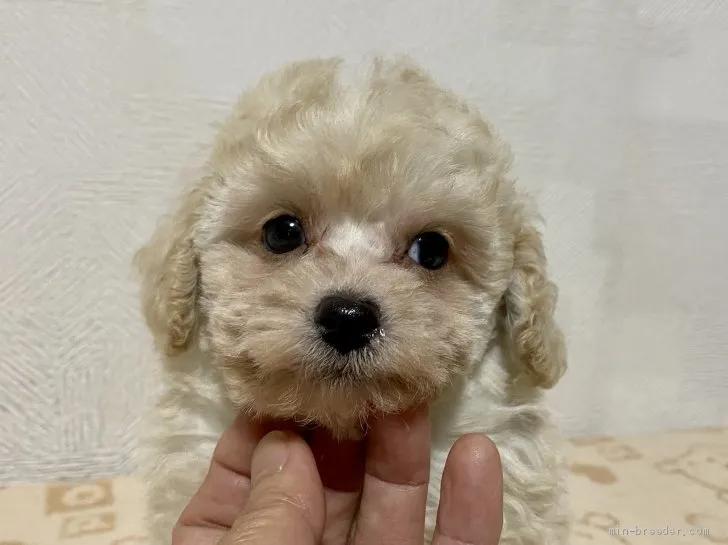 ID:2010-02730の子犬