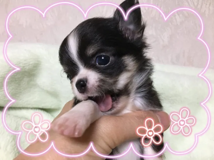ID:1611-01125の子犬