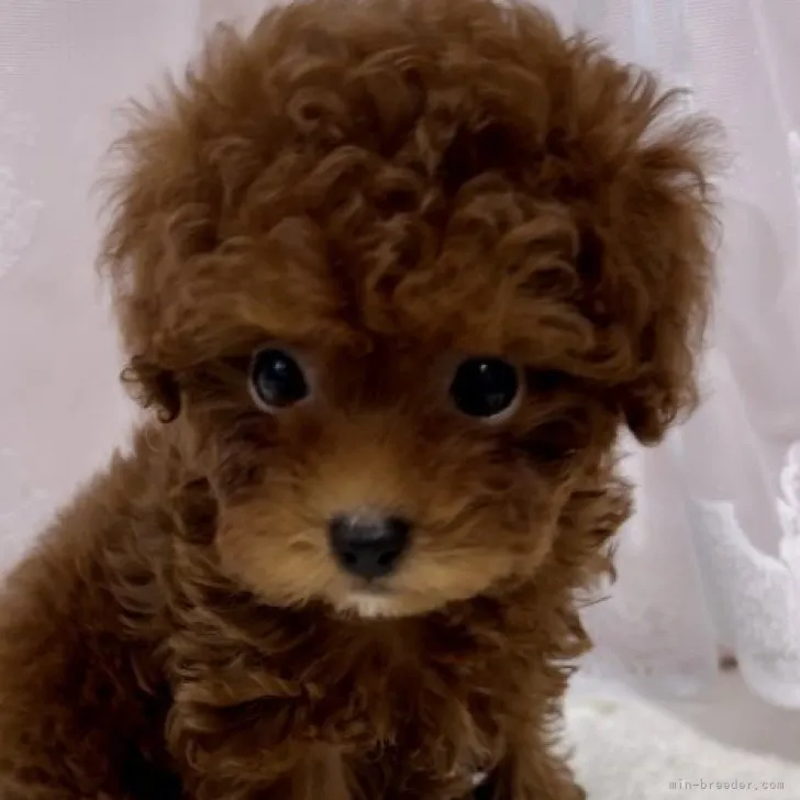 ID:2308-06270の子犬