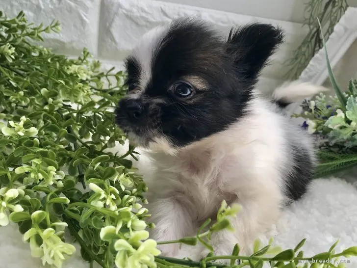 ID:1805-01815の子犬