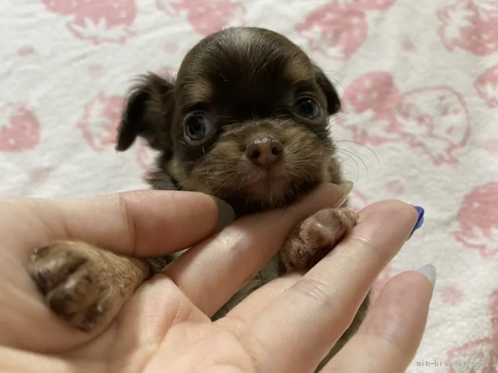 ID:2108-00526の子犬