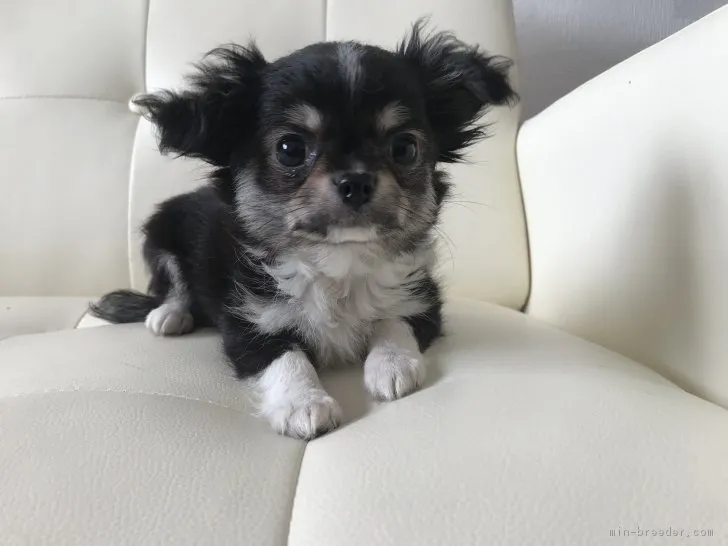 ID:1812-01323の子犬