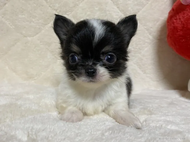 ID：2003-03063の子犬