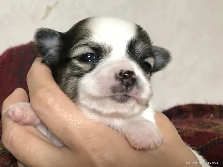 ID:1802-01783の子犬