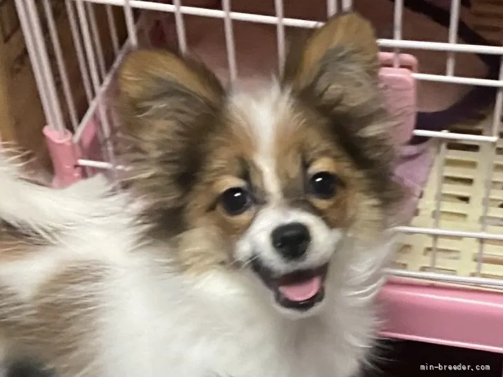ID:2108-02580の子犬