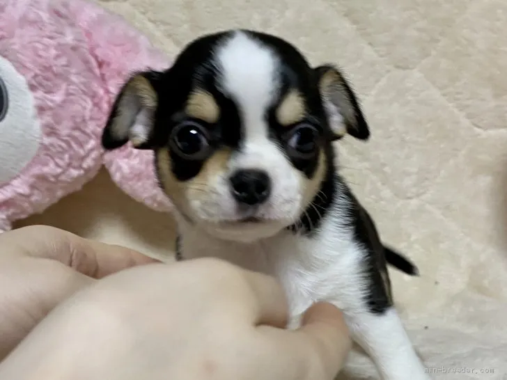 G.M 様のお迎えした子犬