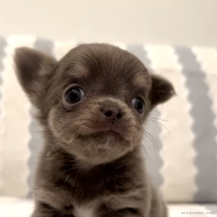 ID:2404-04880の子犬