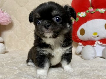 チワワ(ロング)【埼玉県・女の子・2020年4月16日・ブラッククリームホワイト】の写真「ぺったんこの可愛いお顔❗️」