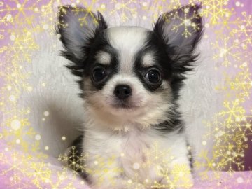 チワワ(ロング)【埼玉県・女の子・2017年9月25日・ブラッククリーム&ホワイト】の写真「可愛いお顔の女の子」