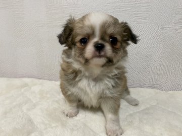 チワワ(ロング)【埼玉県・男の子・2020年10月9日・レッドアンドホワイト】の写真「お鼻ぺったんこの可愛い子💕♣️」