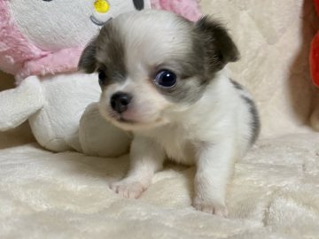 チワワ(ロング)【埼玉県・女の子・2020年3月8日・ホワイト&ブルーフォーン】の写真「爽やかな美人さん❤️」