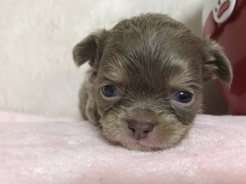 チワワ(ロング)【埼玉県・男の子・2017年11月28日・イザベラクリーム】の写真「珍しいイザベラカラー」