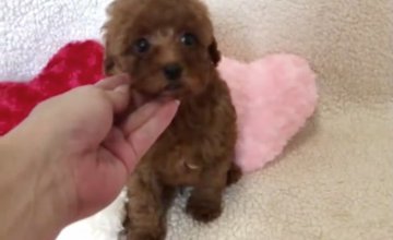 トイプードル(トイ)【埼玉県・男の子・2021年7月7日・レッド】の写真「男の子祭♥️真っ赤なレッド」