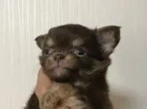 チワワ(ロング)【埼玉県・男の子・2018年5月20日・チョコタン】の写真1