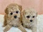 タイニープードル【埼玉県・女の子・2021年7月27日・クリーム〜アプリコット】の写真4