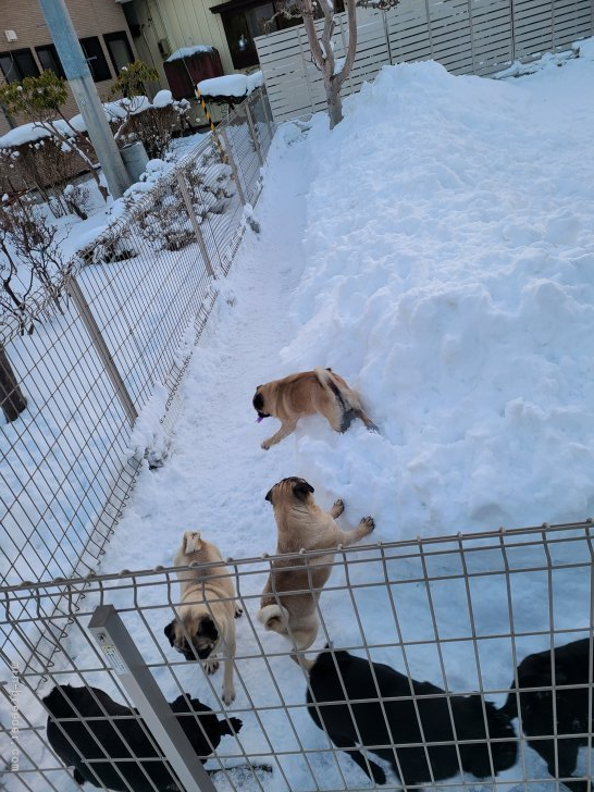 小向正子ブリーダー