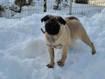 青森県のパグのブリーダーのブログ特集 2ページ目 みんなのペットライフ