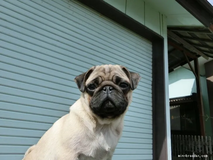 ID：1912-03290の子犬